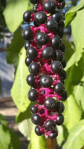 8 Medicinal Health Benefits Of Phytolacca americana (American Pokeweed) 8 Medicinal Health Benefits Of Phytolacca americana (American Pokeweed)