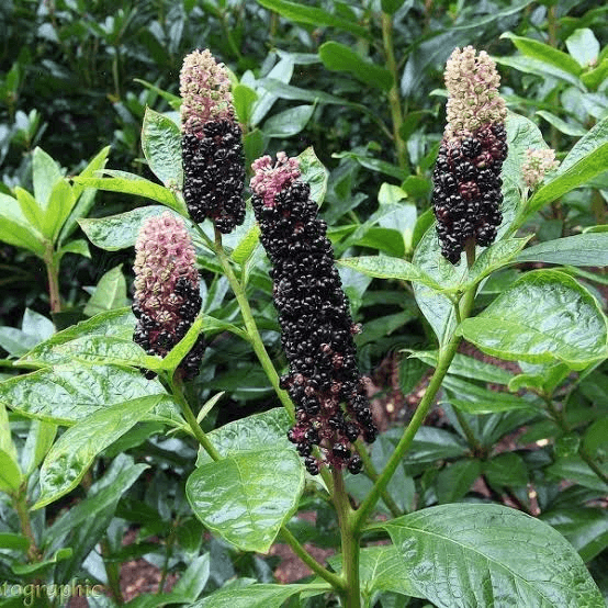 8 Medicinal Health Benefits Of Phytolacca americana (American Pokeweed) 8 Medicinal Health Benefits Of Phytolacca americana (American Pokeweed)