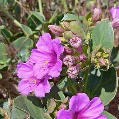 25 Medicinal Health Benefits Of Mirabilis multiflora (Colorado Four O'Clock)