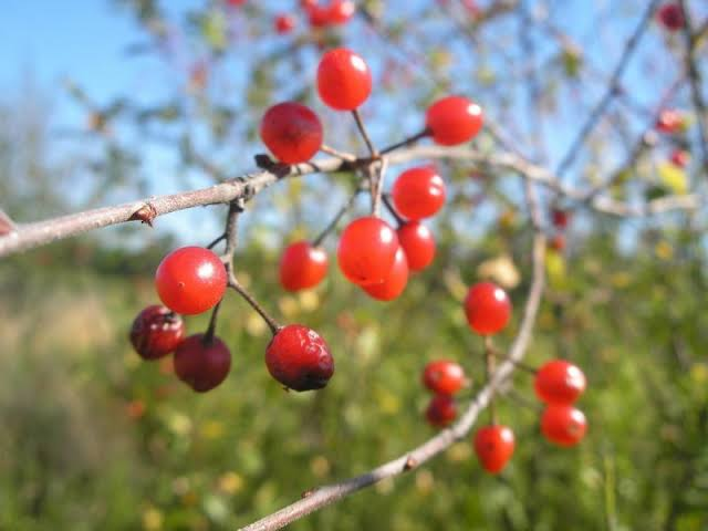 17 Medicinal Health Benefits Of Prunus emarginata (Bitter Cherry)