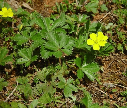 7 Medicinal Health Benefits Of Potentilla canadensis (Dwarf Cinquefoil)