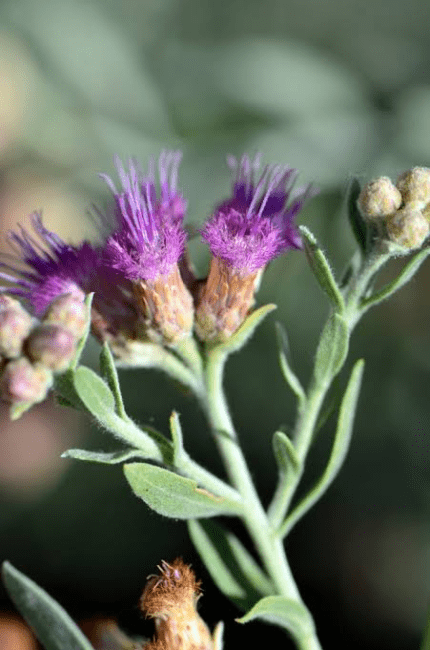 16 Medicinal Health Benefits Of Pluchea Sericea (Marsh Fleabane)