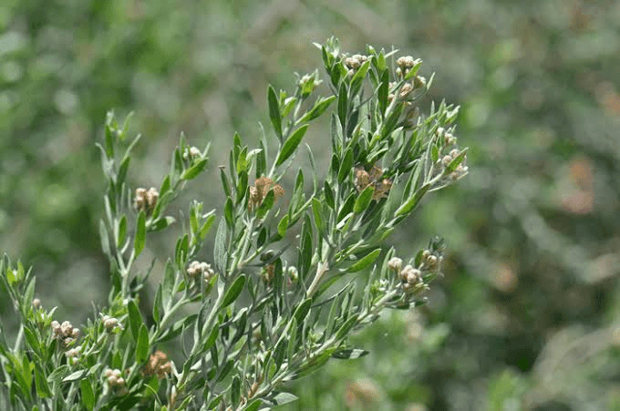 16 Medicinal Health Benefits Of Pluchea Sericea (Marsh Fleabane)