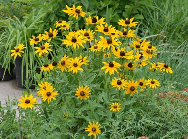 6 Medicinal Health Benefits of Rudbeckia hirta (Black-Eyed Susan) 6 Medicinal Health Benefits of Rudbeckia hirta (Black-Eyed Susan)