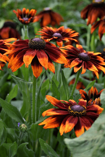 6 Medicinal Health Benefits of Rudbeckia hirta (Black-Eyed Susan) 6 Medicinal Health Benefits of Rudbeckia hirta (Black-Eyed Susan)