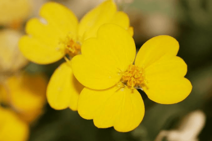 15 Medicinal Health Benefits Of Psilostrophe Tagetina (Woolly paperflower)