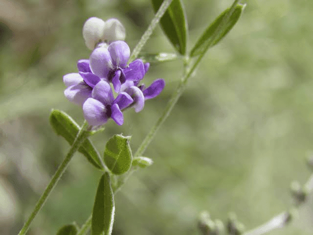 19 Medicinal Health Benefits Of Psoralidium Tenuiflorum (Slimflower Scurfpea)