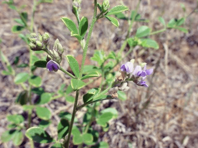 19 Medicinal Health Benefits Of Psoralidium Tenuiflorum (Slimflower Scurfpea)