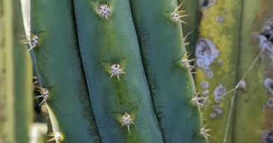 20 Medicinal Health Benefits Of Psychoactive Cactus (San Pedro Cactus)