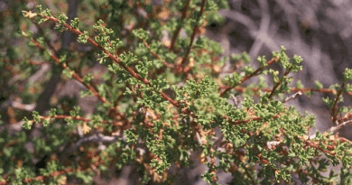 17 Medicinal Health Benefits Of Purshia Glandulosa (Bitterbrush)