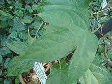 19 Medicinal Health Benefits Of Adenia hondala (Hondala)