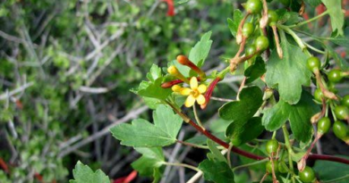 18 Medicinal Health Benefits Of Ribes aureum (Golden currant)