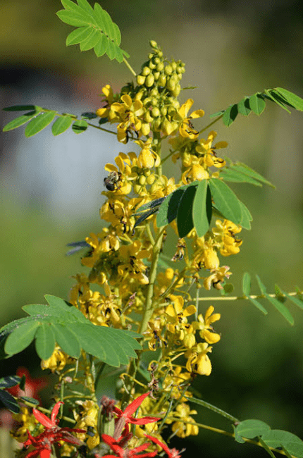 5 Medicinal Health Benefits Of Senna hebecarpa (Wild Senna) 5 Medicinal Health Benefits Of Senna hebecarpa (Wild Senna)