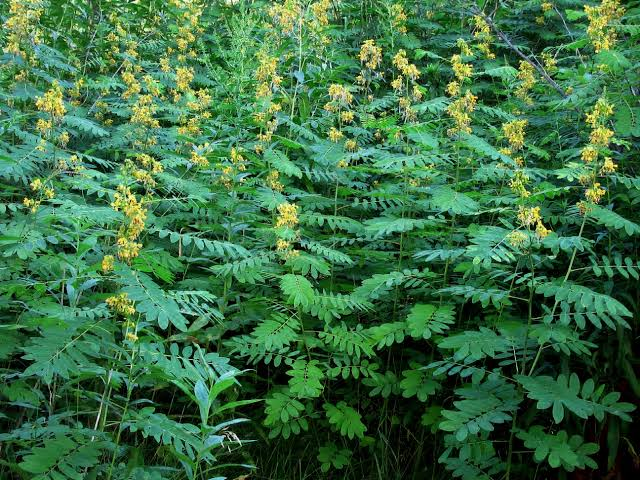5 Medicinal Health Benefits Of Senna hebecarpa (Wild Senna) 5 Medicinal Health Benefits Of Senna hebecarpa (Wild Senna)