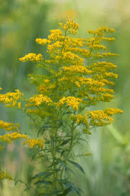 17 Medicinal Health Benefits Of Solidago odora (Sweet Goldenrod)