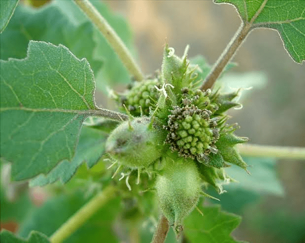 19 Medicinal Health Benefits Of Xanthium strumarium (Cocklebur) 19 Medicinal Health Benefits Of Xanthium strumarium (Cocklebur)