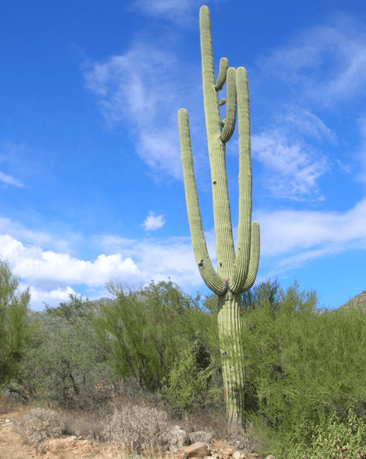 5 Medicinal Health Benefits Of Saguaro (Carnegiea gigantea)