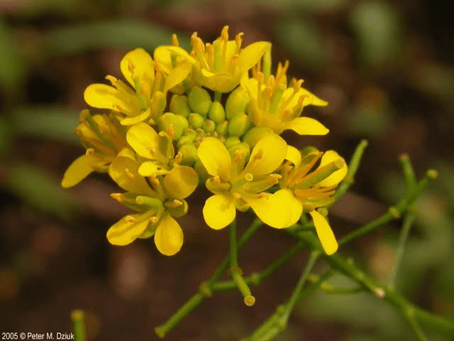 19 Medicinal Health Benefits Of Rorippa Sinuata (Spreading yellowcress)