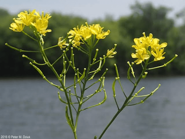 19 Medicinal Health Benefits Of Rorippa Sinuata (Spreading yellowcress)