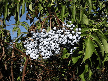 9 Medicinal Health Benefits Of Sambucus Cerulea (Blue Elderberry) 9 Medicinal Health Benefits Of Sambucus Cerulea (Blue Elderberry)