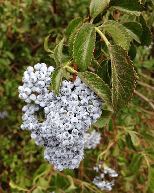 9 Medicinal Health Benefits Of Sambucus Cerulea (Blue Elderberry) 9 Medicinal Health Benefits Of Sambucus Cerulea (Blue Elderberry)
