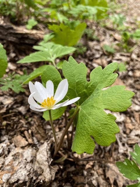 7 Medicinal Health Benefits Of Sanguinaria (Bloodroot) 7 Medicinal Health Benefits Of Sanguinaria (Bloodroot)