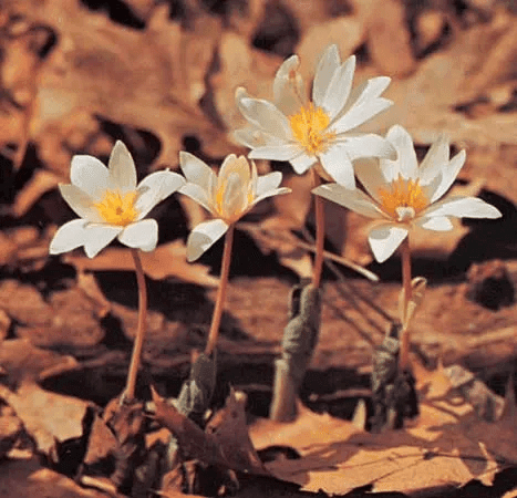 7 Medicinal Health Benefits Of Sanguinaria (Bloodroot) 7 Medicinal Health Benefits Of Sanguinaria (Bloodroot)