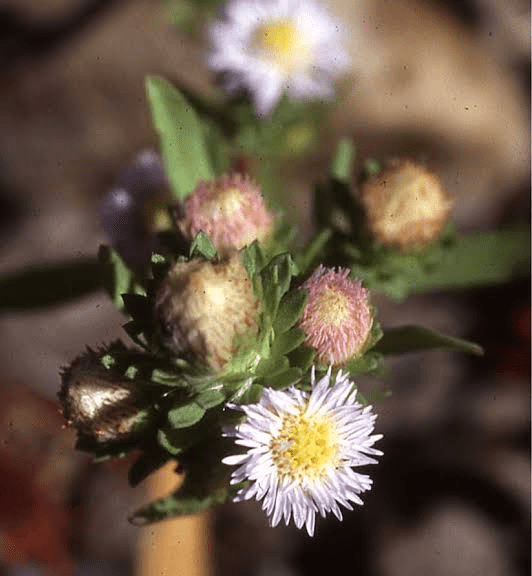 5 Medicinal Health Benefits of Symphyotrichum Frondosum (Piedmont Aster) 5 Medicinal Health Benefits of Symphyotrichum Frondosum (Piedmont Aster)
