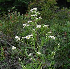 6 Medicinal Health Benefits of Symphyotrichum Lanceolatum (Lanceleaf Aster)