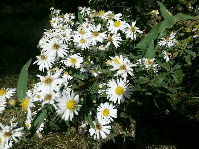 6 Medicinal Health Benefits of Symphyotrichum Lanceolatum (Lanceleaf Aster)