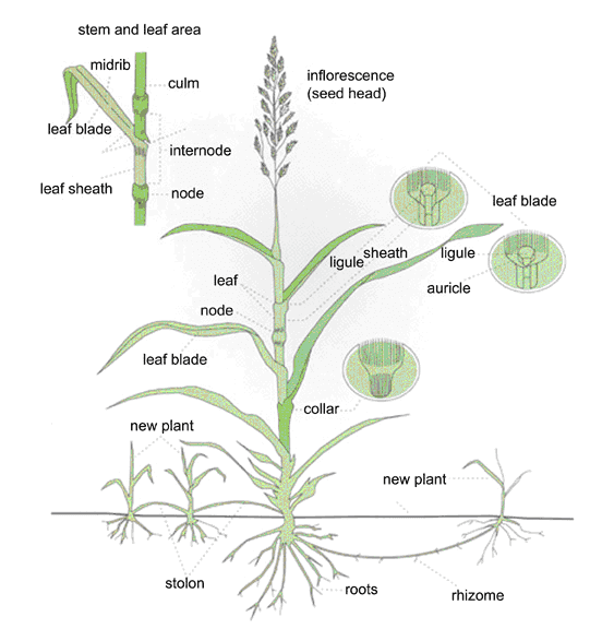 The Morphology of Grasses: Morphological Characteristics of Grasses