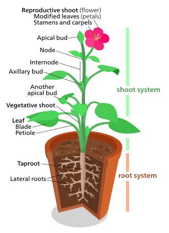 Morphological Characteristics of Shrubs