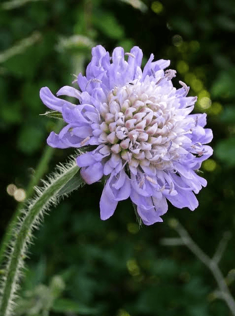 5 Medicinal Health Benefits Of Field Scabious (Knautia arvensis) 5 Medicinal Health Benefits Of Field Scabious (Knautia arvensis)