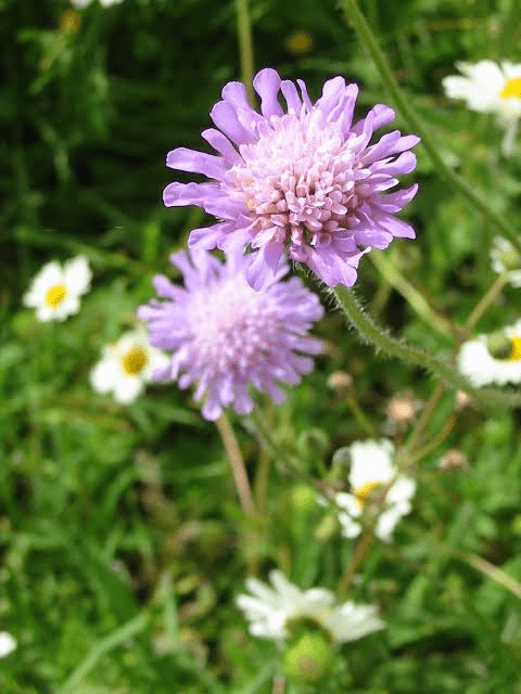 5 Medicinal Health Benefits Of Field Scabious (Knautia arvensis) 5 Medicinal Health Benefits Of Field Scabious (Knautia arvensis)