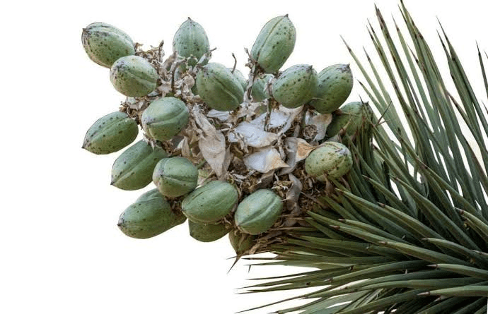 10 Medicinal Health Benefits of Yucca schidigera (Mojave Yucca)