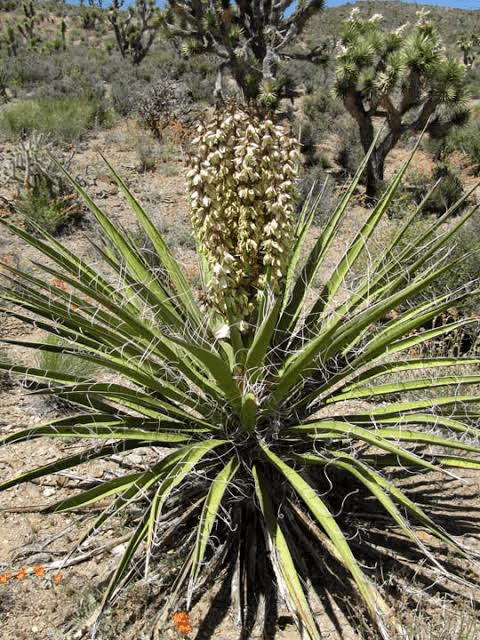 10 Medicinal Health Benefits of Yucca schidigera (Mojave Yucca)