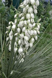 5 Medicinal Health Benefits Of Yucca glauca (Soapweed Yucca)