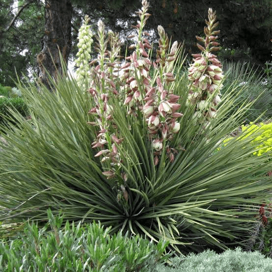 5 Medicinal Health Benefits Of Yucca glauca (Soapweed Yucca)