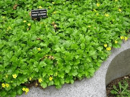 4 Medicinal Health Benefits Of Waldsteinia fragarioides (Barren Strawberry)