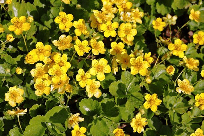 4 Medicinal Health Benefits Of Waldsteinia fragarioides (Barren Strawberry)