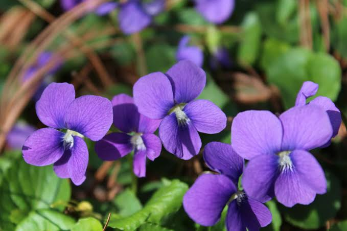 6 Medicinal Health Benefits Of Viola sororia (Common Blue Violet) 6 Medicinal Health Benefits Of Viola sororia (Common Blue Violet)