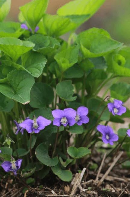 6 Medicinal Health Benefits Of Viola sororia (Common Blue Violet) 6 Medicinal Health Benefits Of Viola sororia (Common Blue Violet)