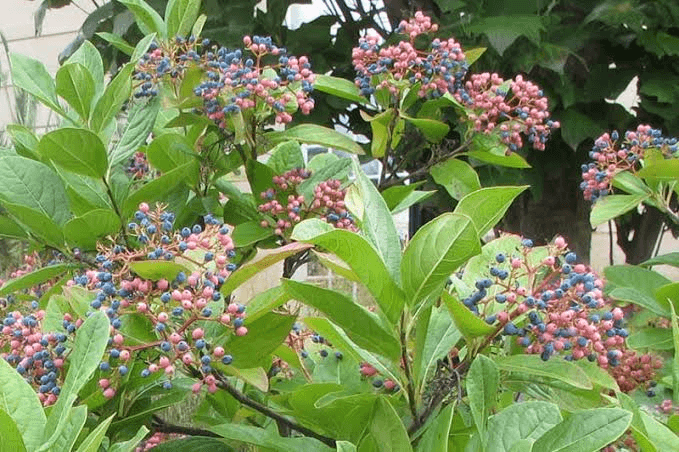 8 Medicinal Health Benefits Of Viburnum nudum (Wild Raisin) 8 Medicinal Health Benefits Of Viburnum nudum (Wild Raisin)
