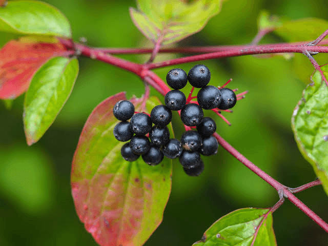 8 Medicinal Health Benefits Of Viburnum lentago (Nannyberry)