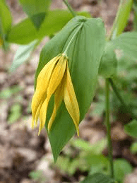 10 Medicinal Health Benefits Of Uvularia grandiflora (Large-Flowered Bellwort)
