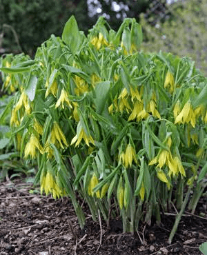 10 Medicinal Health Benefits Of Uvularia grandiflora (Large-Flowered Bellwort)