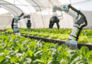 The Dawn of Farm Automation: Revolutionizing Agriculture for a Sustainable Future