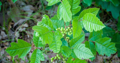 6 Medicinal Health Benefits of Poison Oak (Toxicodendron diversilobum)