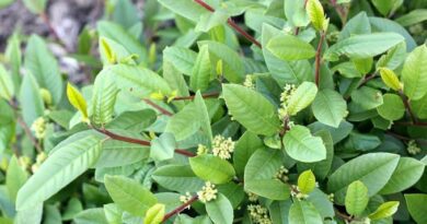 20 Medicinal Health Benefits Of Frangula californica (California Buckthorn)