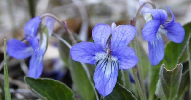 5 Medicinal Health Benefits Of Viola adunca (Hookspur Violet)